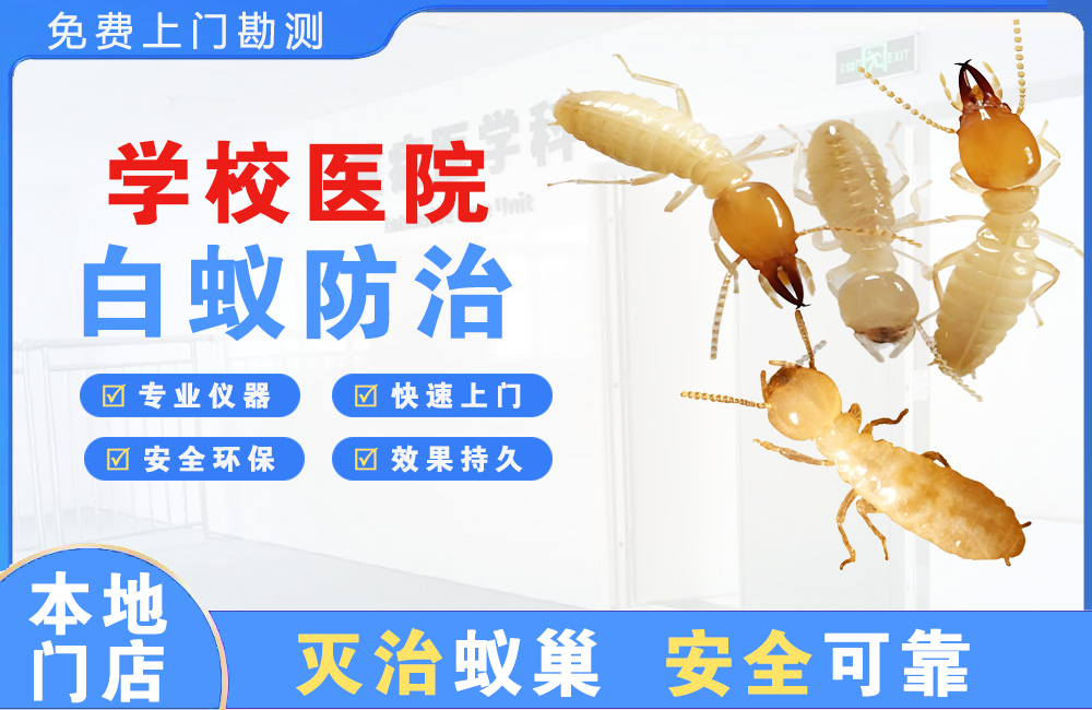 天门学校医院白蚁防治