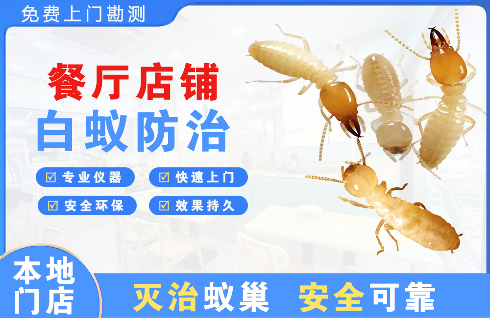 天门餐厅店铺白蚁防治